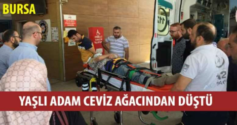 Yaşlı adam ceviz ağacından düştü