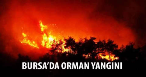 Bursa'da orman yangını