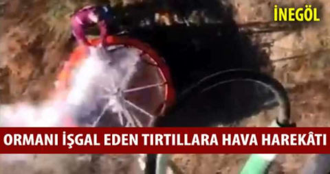 Ormanı işgal eden tırtıllara hava harekâtı