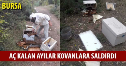 Aç kalan ayılar kovanlara saldırdı