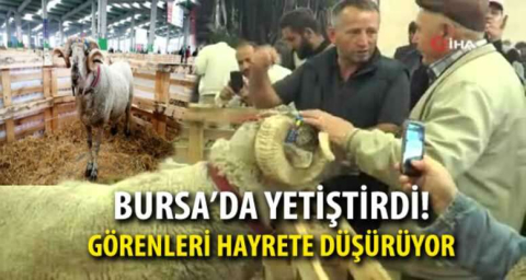 Bursa'da yetiştirdi! 