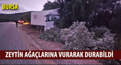  Zeytin ağaçlarına vurarak durabildi