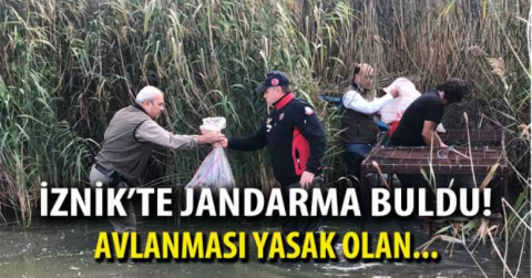 27 yeşilbaşlı ördek kafeste bulundu