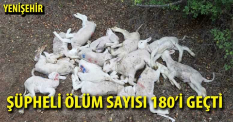 Şüpheli ölüm sayısı 180'i geçti 