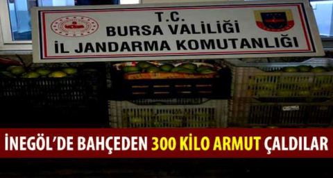 İNEGÖL’DE Bahçeden 300 kilo armut çaldılar