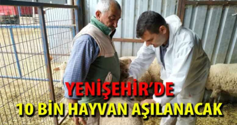 10 bin Hayvan Aşılanacak  