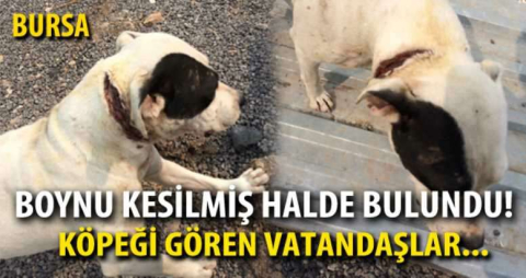 Boynu kesilmiş halde bulundu