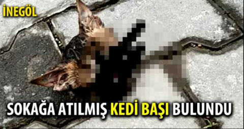 Kediye saldıran köpekler ,kafasını kopardı  