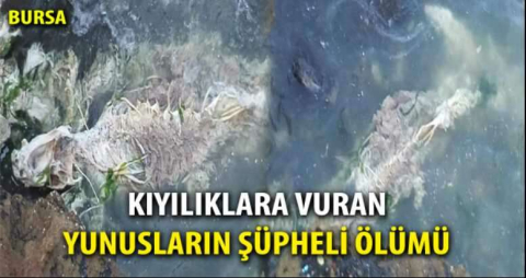 Kıyılıklara vuran yunusların şüpheli ölümü 