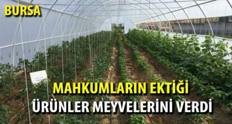 Mahkumların ektiği ürünler meyvelerini verdi