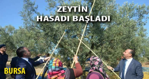 Mudanya’da hasad zamanı başladı