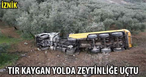 Tır kaygan yolda zeytinliğe uçtu