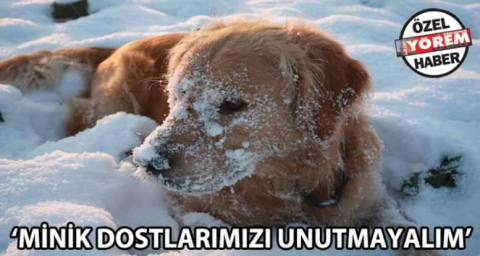 Minik dostlarımızı unutmayalım