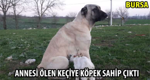 Annesi ölen keçiye köpek sahip çıktı