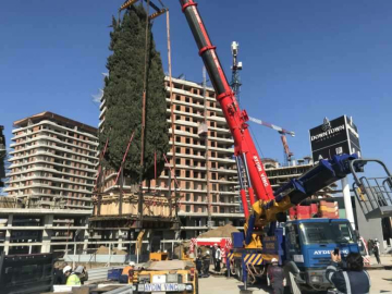 70 ton ağırlığa ulaşan ağaç böyle taşındı