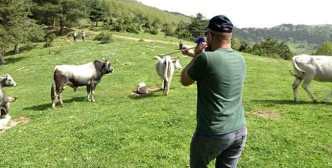 Dağda kurbanlık dana avı