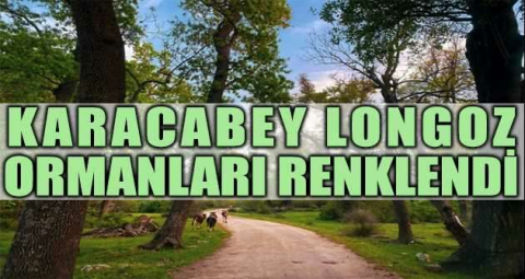 Karacabey longoz ormanları renklendi