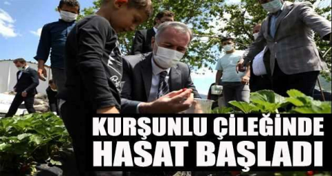 Kurşunlu çileğinde hasat başladı