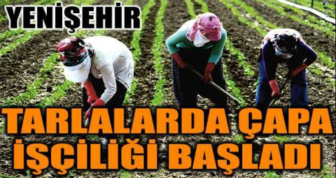 Tarlalarda çapa işçiliği başladı