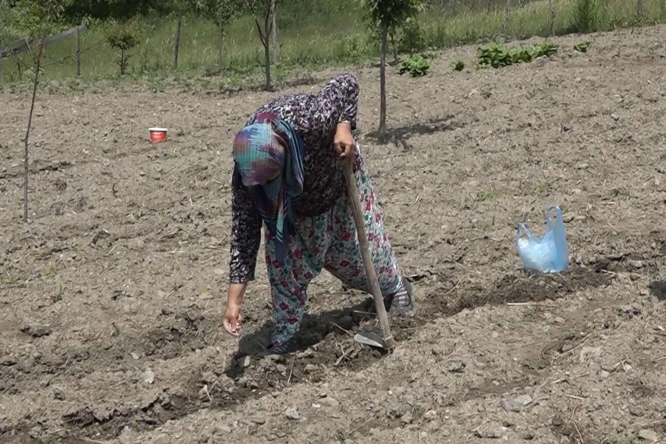 Havaların geç ısınması fide ekimini geciktirdi