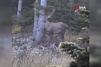 Bursa'da nadir görülen kızıl geyik görüntülendi