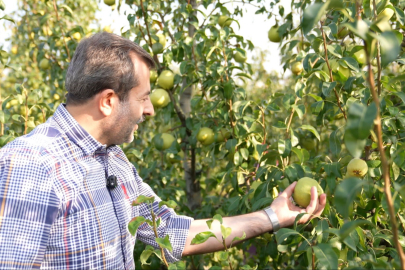 Dünyanın en verimli ovasında hasat zamanı