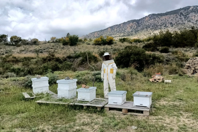 Kıbrıs'ın yerli arı ırkı koruma altında