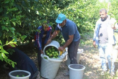 Adana'da Mayer limon dalında kaldı