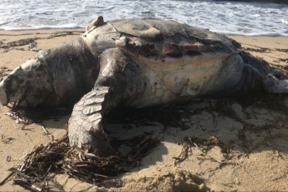 Ölü caretta caretta karaya vurdu