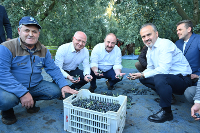 Bursa'nın  o ilçesine de zeytin bereketiyle geldi