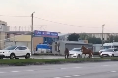 Bursa trafiğinde at problemi!  Çözüm bekleyen o sorun  tehlike saçıyor