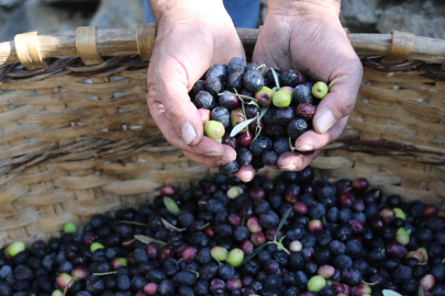 Artvin’in Yusufeli ilçesinin ödüllü Butko zeytininin hasadına başlandı