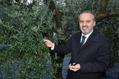 ''Zeytin Festivali'' hasadı dua ve törenle başladı