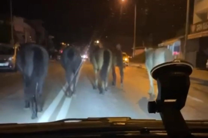 Başıboş atlar caddelerde! Trafiği tehlike saçtıkları o anlar