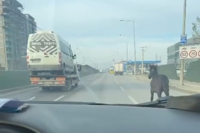 Trafikte ilginç anlar! Başıboş taydan tehlikeli hareketler