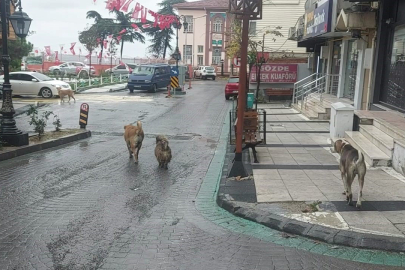 Depremden hemen sonra sokakta çok sayıda köpek gözlendi