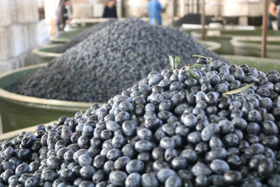 Marmarabirlik'ten yeni 'Ödeme' açıklaması: Zeytin üreticilerine ikinci dilim ödeme yapılacak