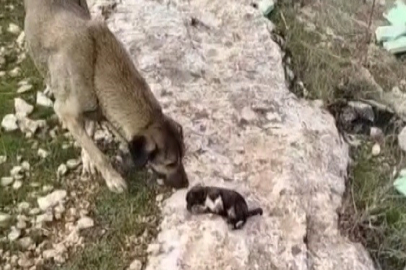 Molozların altında sıkışan yavru köpekler kurtarıldı