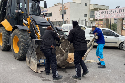 Vicdansız at sahibi bakın ne yapmış? At yere yığılıp öldü!