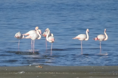 Flamingolar Van'da çok mutlu!