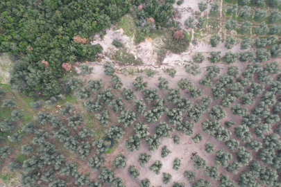 Üzerine mıcır dökülen zeytin ağaçları günden güne kuruyor