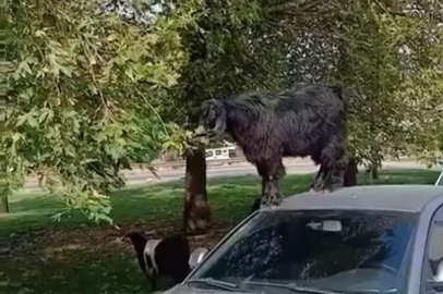 Bursa’da otomobil üzerine çıkan keçinin beslenme keyfi kamerada